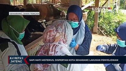 Sapi Mati Misterius, Dispertan Kota Semarang Lakukan Penyelidikan