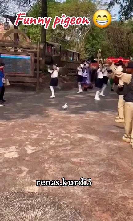 Funny videos