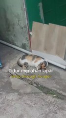 Stray cats sleep holding back their hunger