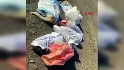Edirne'de çöplükte 15 ölü köpek bulundu