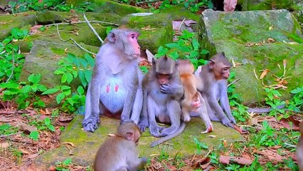 Monkey Jane Family Look So Quiet