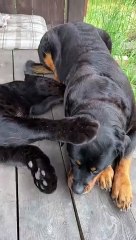 Luna & Venza. Leopard & Rottweiler. Cats vs dogs #wildlife