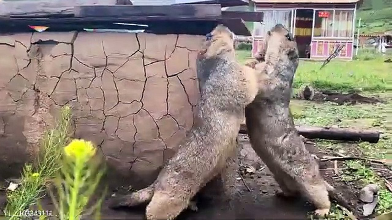 Funny animals video