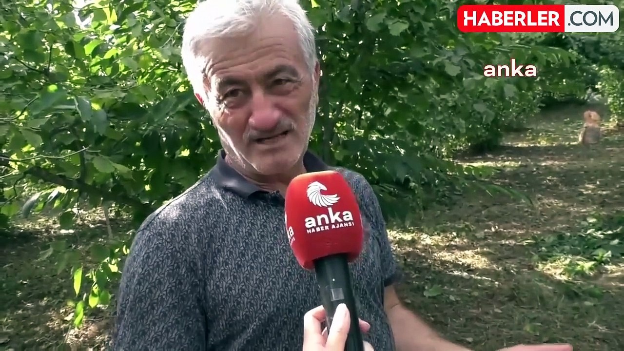 Fındık Üreticileri: "Bugün Üretici, Fındık Bahçelerine Girerken Cenaze Evine Girer Gibi Gidiyor"