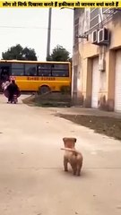 Dog (puppy Baby) friendship love