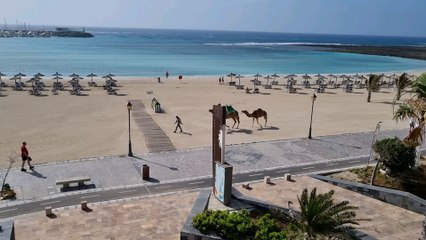 Random Camel in Fuerteventura