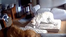 Ce chien mange un smartphone et met le feu au salon !