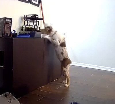 Dog Takes Cork From Wine Bottle While Owners Are at Work