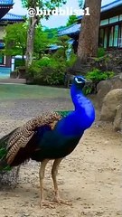 Peafowl Bird Sounds/Call #peacock #birds #amazing