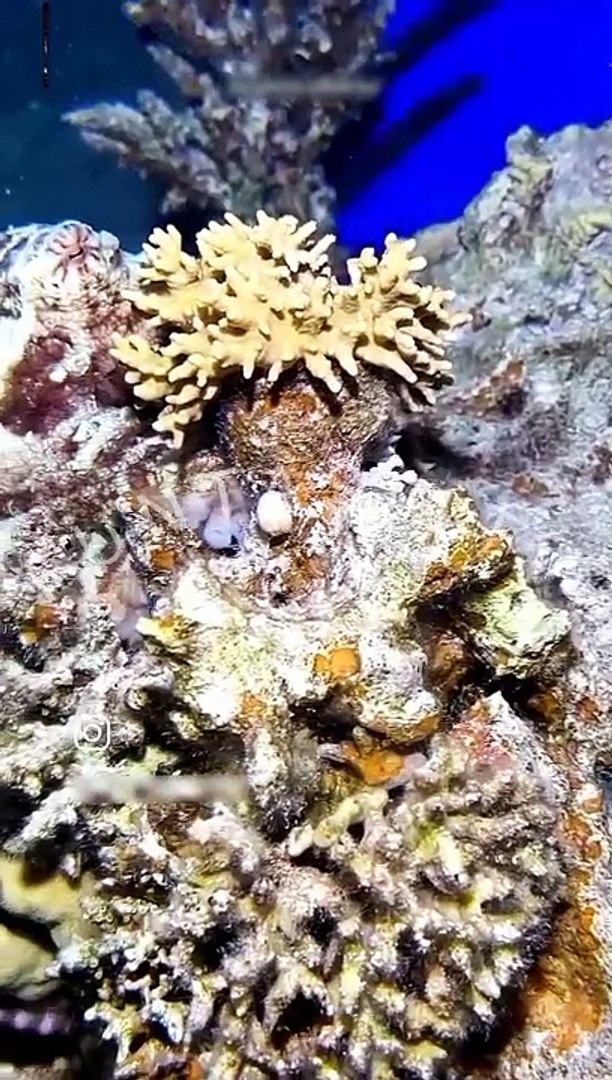 ⁣OCTOPUS ARE SKIN CHANGER
