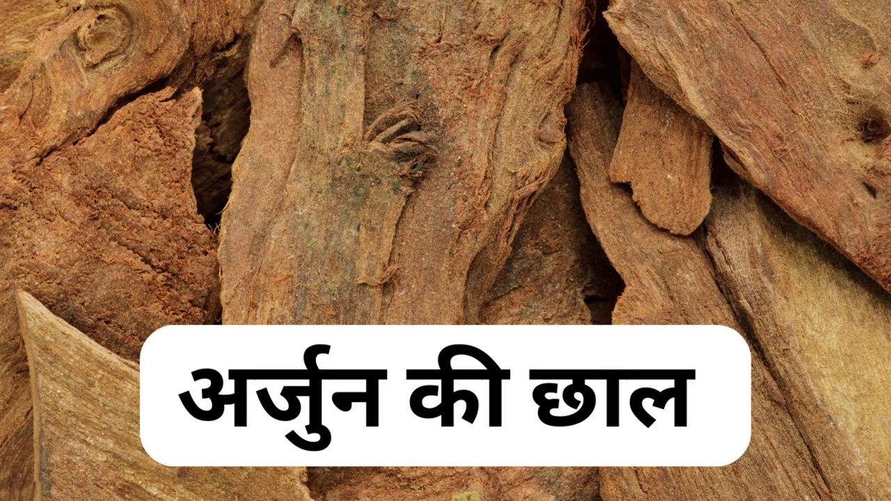 कई बीमारियों में है अर्जुन छाल के फायदे | अर्जुन छाल का उपयोग कैसे करें - Arjun bark has benefits in many diseases | How to use Arjun bark