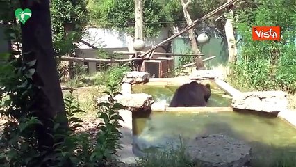 L'orsetto Kuma dal Bioparco di Roma a un bosco in Baviera: «È pronto ad avere una vita sociale»