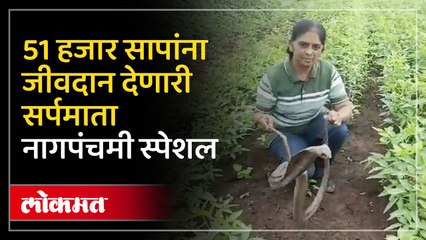 Download Video: वनिताताई यांनी धोका पत्‍कारून पकडले मोठे मोठे आतापर्यंत 51 हजार जहाल विषारी साप....