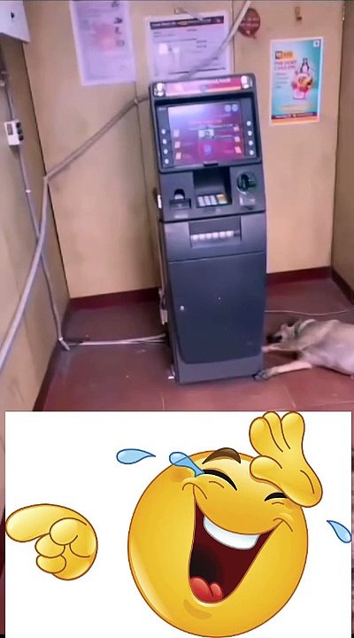 Atm & Dogs Funny