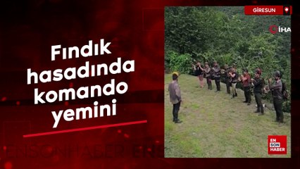 Giresun'da fındık hasadında komando yemini