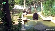 L'orso Kuma trasferito in Germania: 