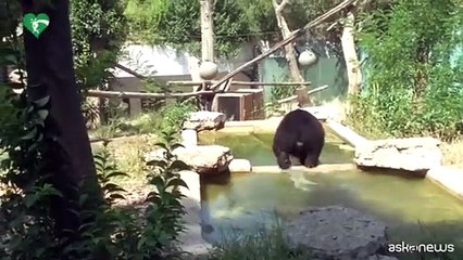 L'orso Kuma trasferito in Germania: "Vivr? in semi libert?"