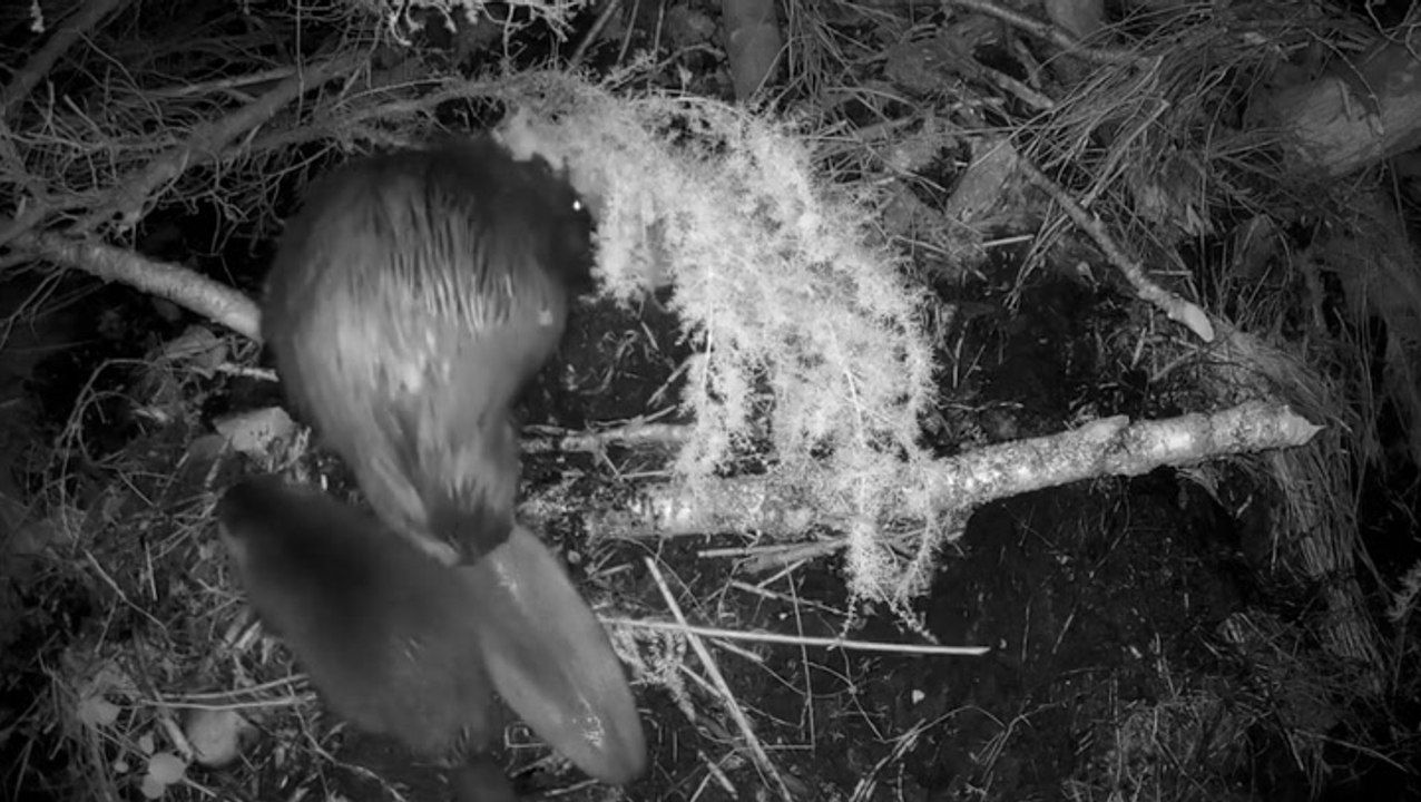 First beaver kits born in wild in Scottish park for more than 400 years make themselves at home