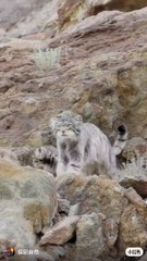 cat voice|#cat video#Dailymotion videos#training video