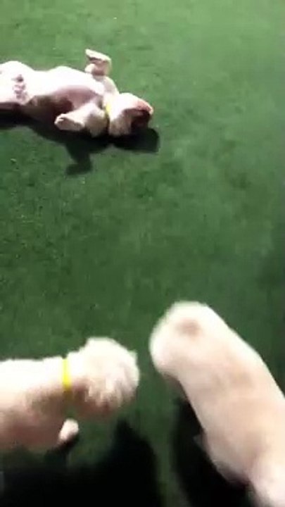 Cute dog 