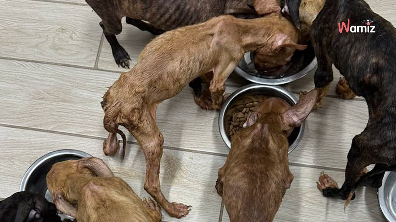 Ils sauvent 6 chiots maltraités : le lendemain soir, le téléphone sonne avec la pire nouvelle