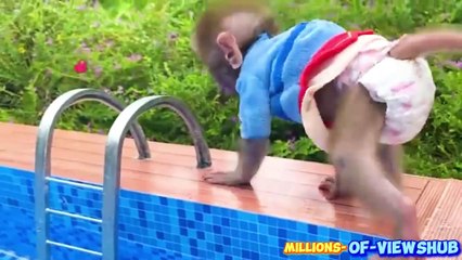 Dog,Monkey and Duck Baby play in the swimming pool