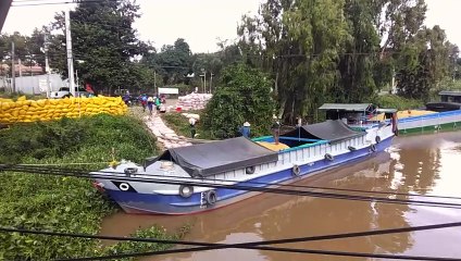 Transport rice - نقل الأرز -  vác lúa - Transporte de arroz