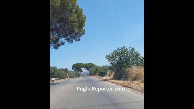 Incendio sulla Barletta - Margherita di Savoia, fumi invadono la carreggiata (9 agosto 2024)