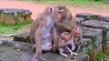 The Same Growing Up Cute Baby Monkey