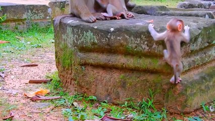 Baby Monkey Pigtail Happy Jumping