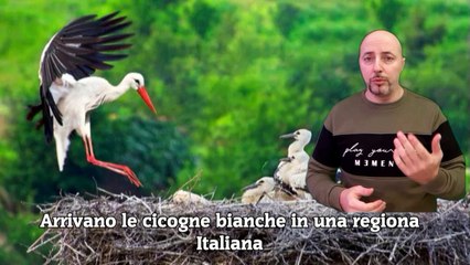 Arrivano le cicogne bianche in una regiona Italiana