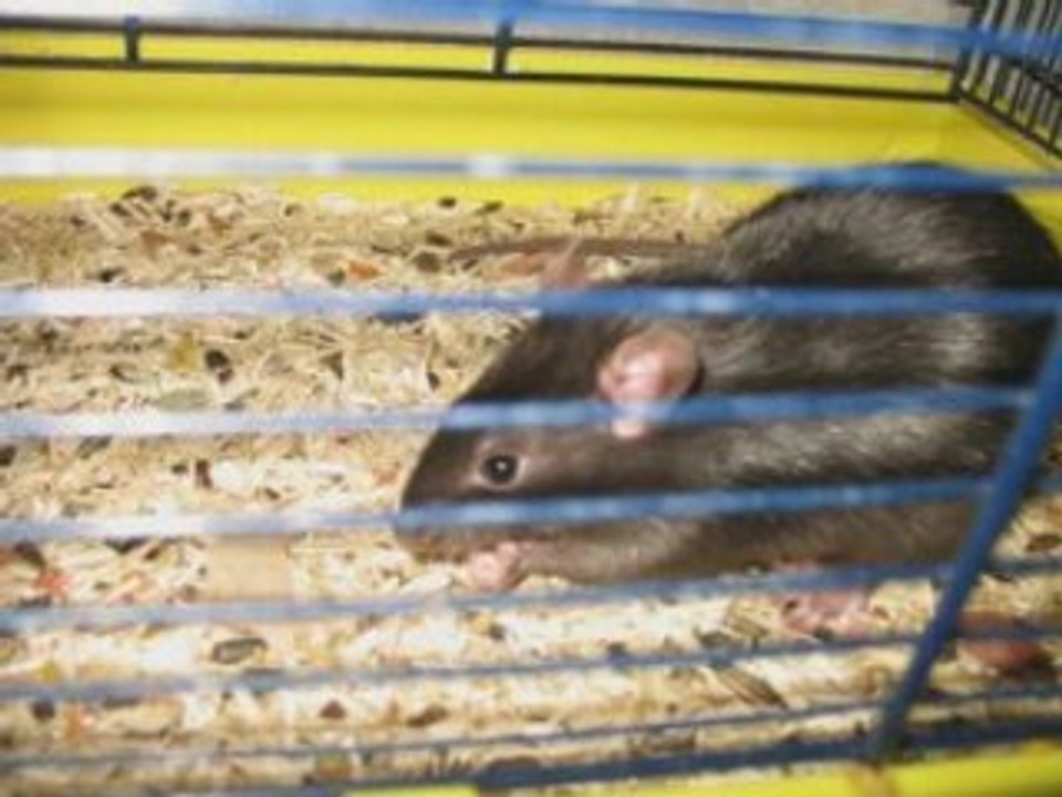 Parodie rat