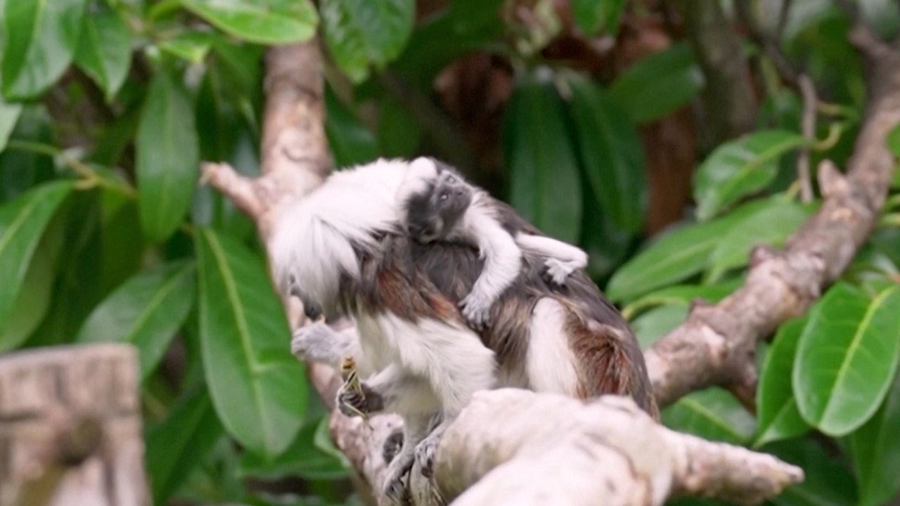 Twin Critically-Endangered Monkeys Born at Ches...