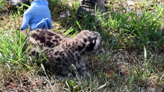 Le visite alla cucciola di leopardo delle nevi, appena nata nel parco delle Cornelle di Bergamo