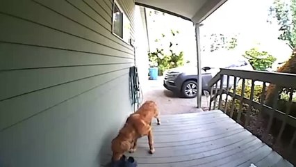 Dog Steals Shoes Caught on CCTV 🐶 - thumbnail