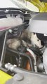 Person Finds Mother Opossum and Her Babies in Truck Engine