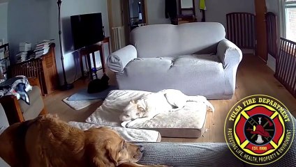 Cachorro mastiga carregador portátil de celular e incendeia casa nos Estados Unidos