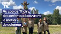 Nourrir une girafe, nettoyer un enclos: des enfants se mettent dans la peau d'un soigneur du zoo de Thoiry