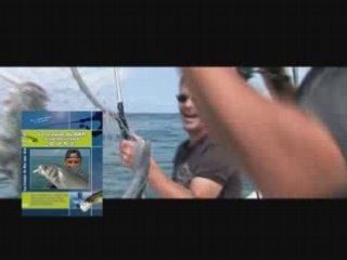 Traque du bar au leurre dur