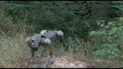 I cani robot alleati in prima linea in Ucraina contro la Russia
