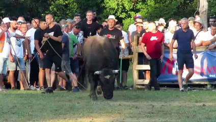 Ždralonja od Ace vs Golub od Dine Bronzani Majdan 2024