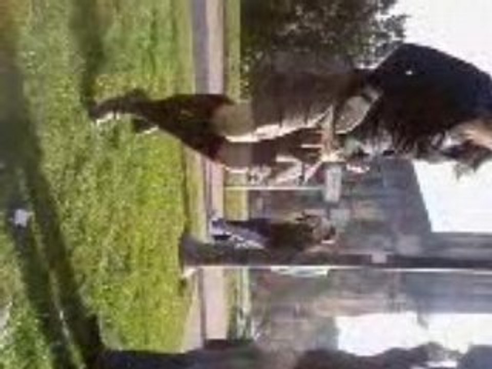 gwen ki dance