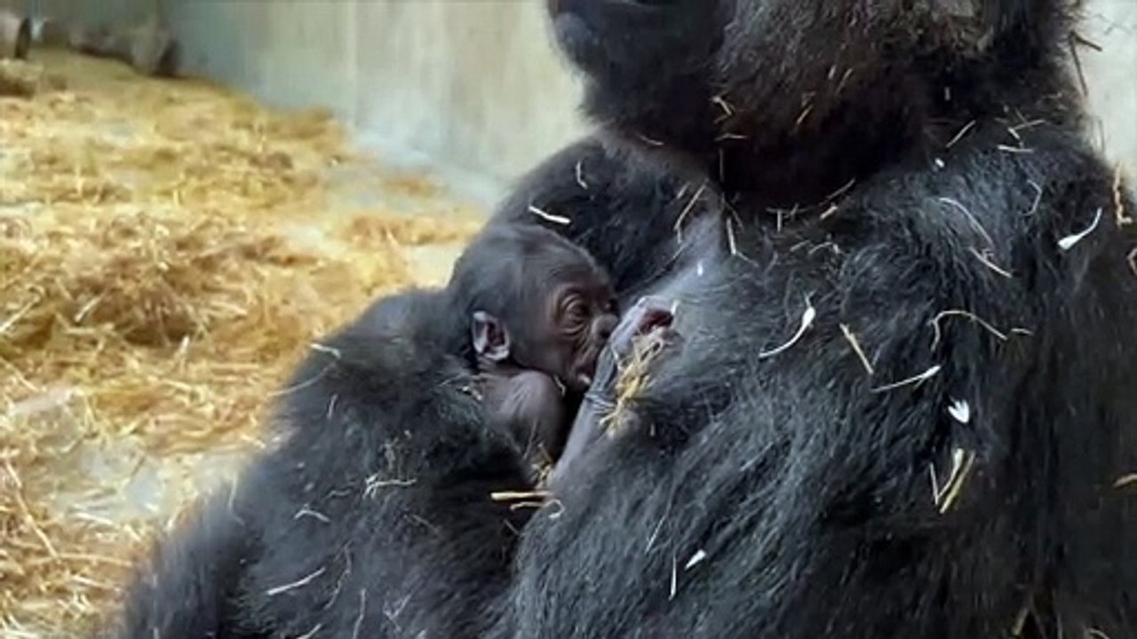 Baby gorilla is born at the Detroit Zoo