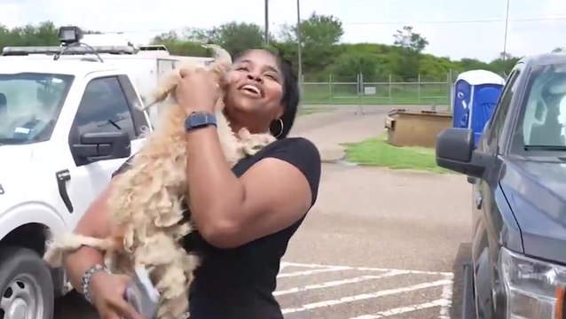 Moment missing dog found 350 miles away from home reunited with owner