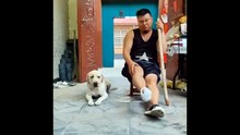 Dog funny video  funnest vidio
