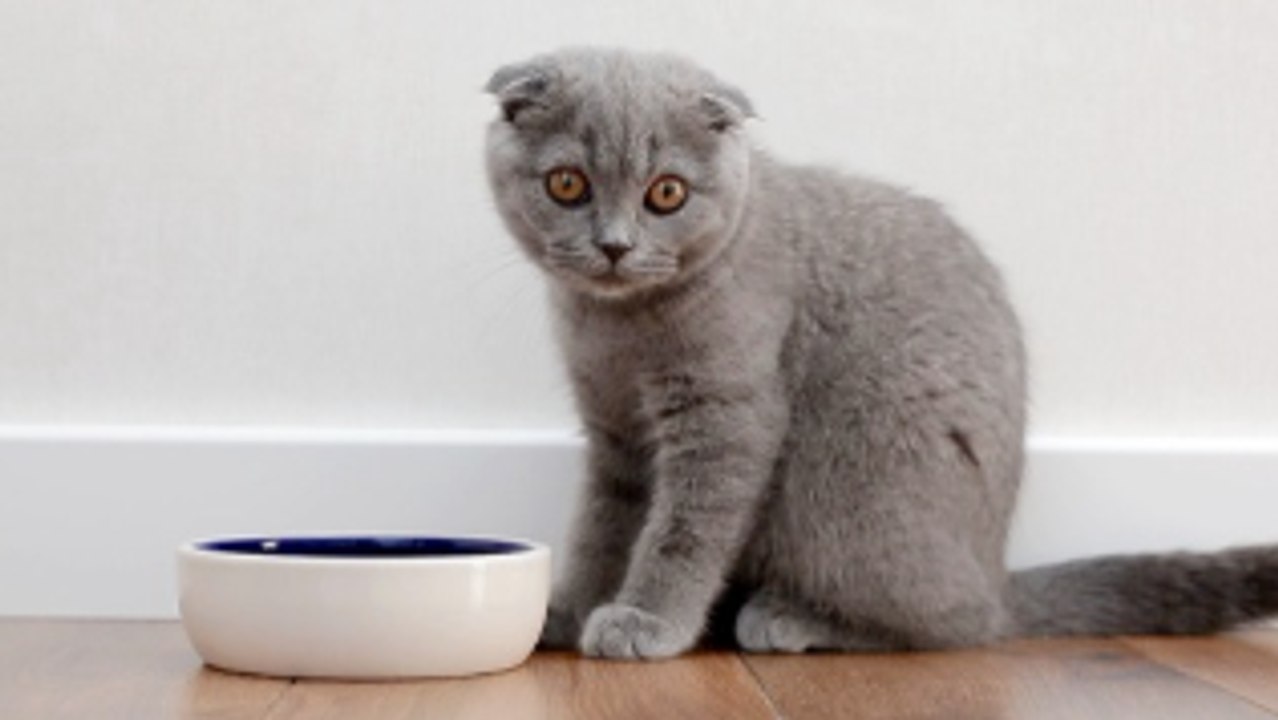 Your Cat Hates Closed Doors