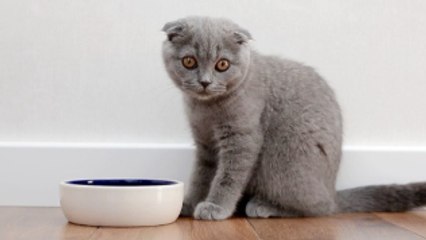 Your Cat Hates Closed Doors