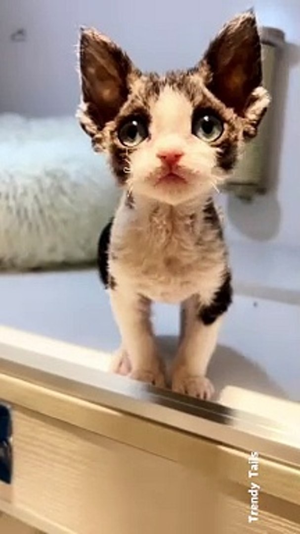 ⁣Cute Kitten