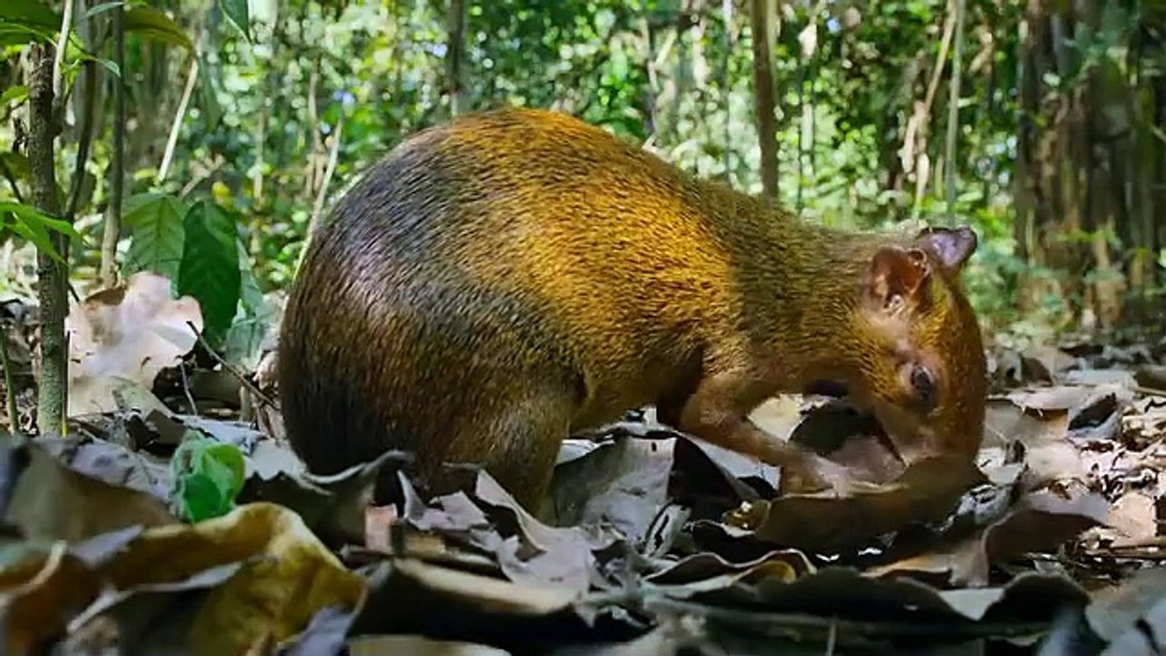 Nature Video