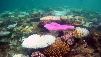 مياه الحاجز المرجاني العظيم تشهد أعلى درجات حرارة منذ 400 عام